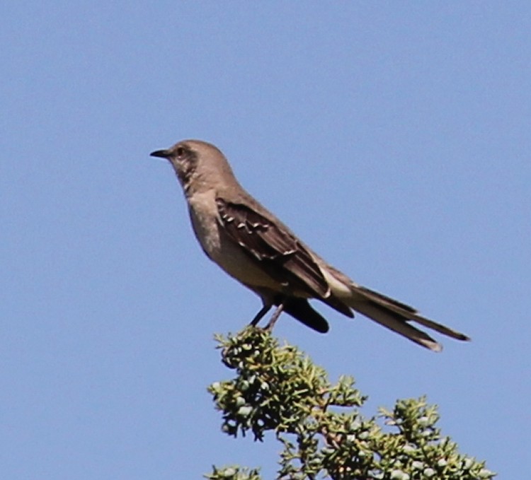 Mockingbird